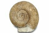 Jurassic Ammonite (Stephanoceras) Fossil - England #279162-1